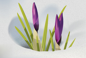 How to Illustrate Crocus Flowers in Adobe Illustrator