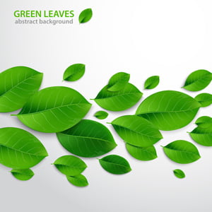 How to Create Realistic Vector Leaves in Illustrator