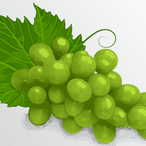 Create a vector illustration of engraving grapes with WidthScribe2