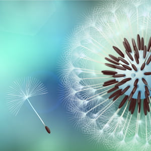 How to Create Vector Dandelion with VectorScribe in Adobe Illustrator