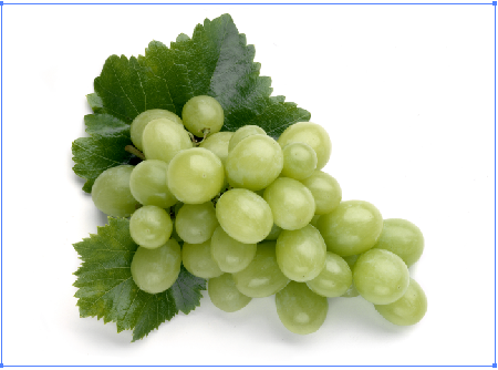 Create a vector illustration of engraving grapes with WidthScribe2