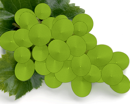 Create a vector illustration of engraving grapes with WidthScribe2