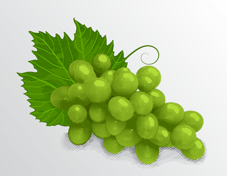 Create a vector illustration of engraving grapes with WidthScribe2